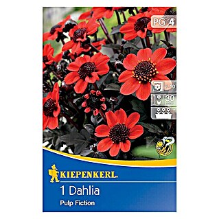 Kiepenkerl Herbstblumenzwiebeln Beet-Dahlie (Dahlia 'Pulp Fiction', Rot, Ungefüllt, 1 Stk.)