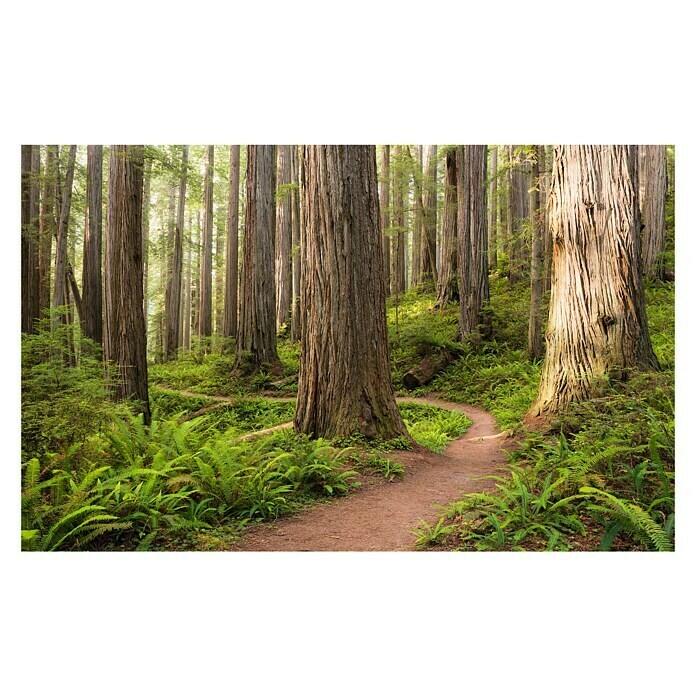 Komar Stefan Hefele Edition 2 Fototapete Redwood Trail 
