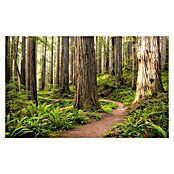 Komar Stefan Hefele Edition 2 Fototapete Redwood Trail (9-tlg., 450 x 280 cm, Vlies)