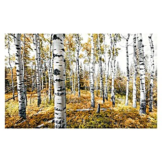Komar Stefan Hefele Edition 2 Fototapete Colorful Aspenwoods (9 -tlg., B x H: 450 x 280 cm, Vlies)