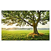 Komar Stefan Hefele Edition 2 Fototapete The Magic Tree (9-tlg., 450 x 280 cm, Vlies)