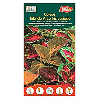 Euro Garden Semillas de flores Coleus Hibrido Arcoiris (Época de floración: Junio - Diciembre)