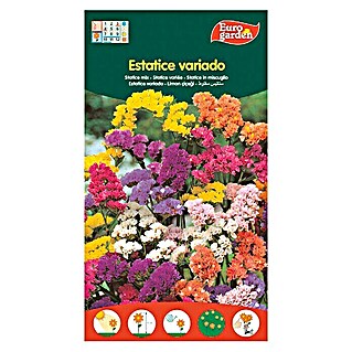 Euro Garden Semillas de flores Estatice variado (Época de floración: Junio - Diciembre)