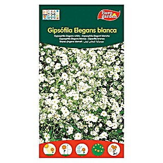 Euro Garden Semillas de flores Gipsofila Elegans (Época de floración: Marzo - Septiembre)