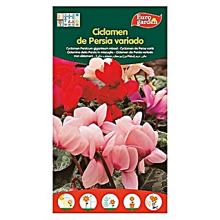 Euro Garden Semillas de flores Ciclamen Persia (Época de floración: Enero - Mayo)