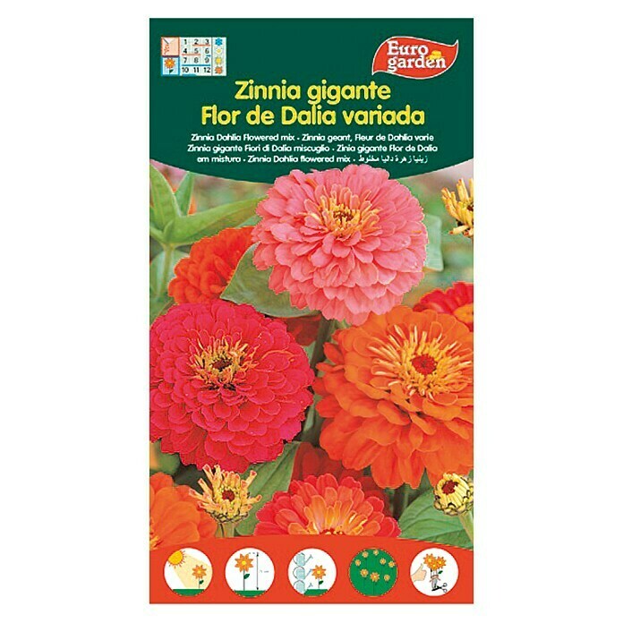 Euro Garden Semillas de flores Zinnia Flor de Dalia (Época de floración:  Junio - Diciembre) | BAUHAUS