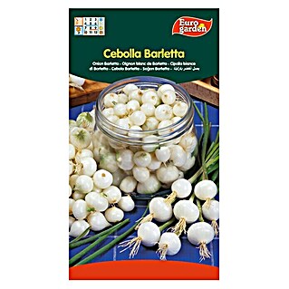 Euro Garden Bulbos de cebolla Barletta (Cosecha: Marzo - Junio, 5 g)