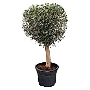 Piardino Olivenbaum Old Skin (Olea europaea, Aktuelle Wuchshöhe: 200 cm - 220 cm)