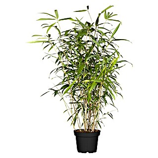 Bambus (Pseudosasa japonica 'Metake', Topfgröße: 15 l)