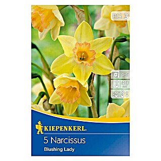 Kiepenkerl Frühlingsblumenzwiebeln Narzisse 'Blushing Lady' (Narcissus pseudonarcissus, 5 Stk.)