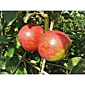 Apfelbaum Roter Boskoop (Malus domestica 'Roter Boskoop', Topfgröße: 10 l, Erntezeit: Oktober)