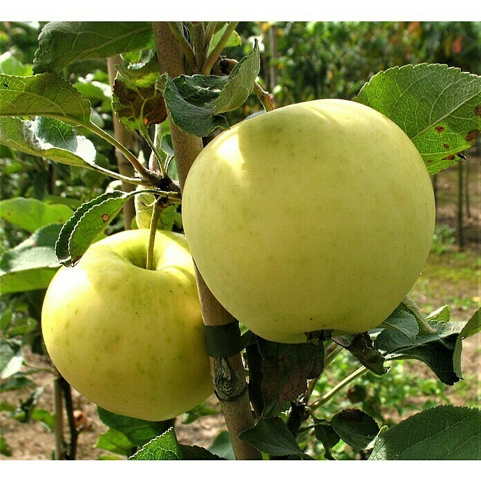 Apfelbaum Weißer Klarapfel 