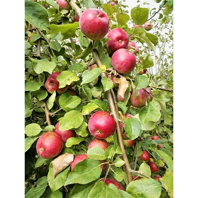 Apfelbaum Florina 