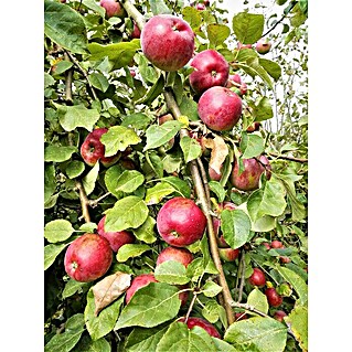 Apfelbaum Florina (Malus domestica 'Florina', Erntezeit: Oktober)