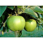 Apfelbaum Granny Smith Compact (Malus domestica 'Granny Smith', Topfgröße: 10 l, Erntezeit: November)