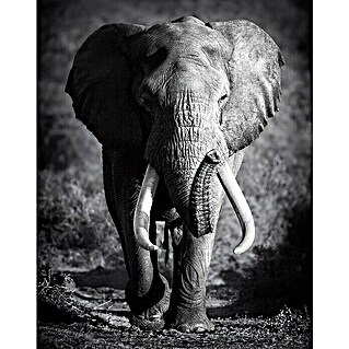 Póster Elefante (Elephant, An x Al: 100 x 140 cm)