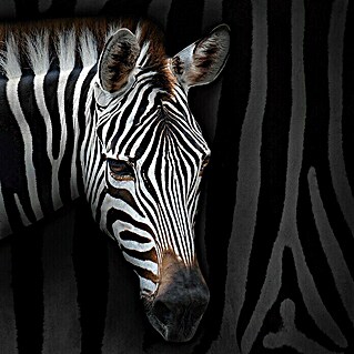 Póster Cebra (zebra, An x Al: 80 x 80 cm)