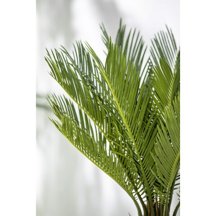 Palme Cycas revoluta Palmfarn 3 Samen Kübelpflanze top Preis 2,99 €uro  3 Stück 