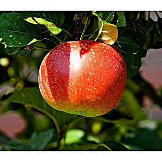 Piardino Apfelbaum (Malus domestica, Erntezeit: September - Oktober)