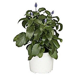 Piardino Salvia farinacea (Salvia farinacea, Color de flor: En función de la variedad)
