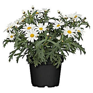Piardino Strauchmargerite (Argyranthemum frutescens, Weiß)