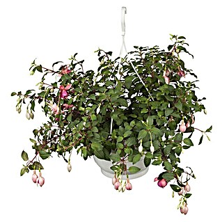 Piardino Fuchsie Ampelpflanzung (Fuchsia Hybride, Blütenfarbe: Mehrfarbig)