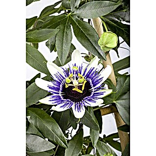 Piardino Passionsblume (Passiflora caerulea, Blütenfarbe: Blau/Weiß)