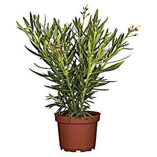 Piardino Oleander (Nerium oleander, Weiß)