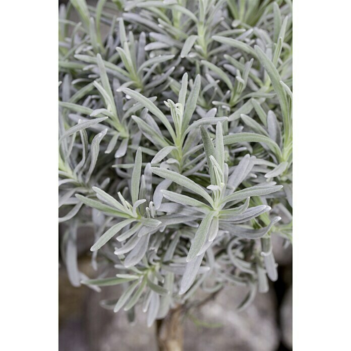 Lavandula angustifolia Staemmchen 14