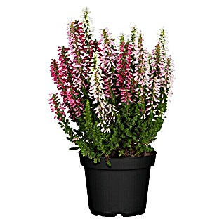 Besenheide 3 Farben (Calluna vulgaris Beauty Ladies, Weiß/Rosa/Pink)