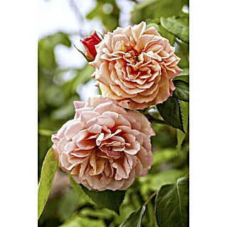 Piardino Beetrose (Rosa hybride Fragant Delight, Topfgröße: 19 cm, Orange)