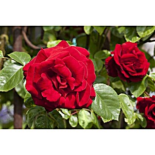 Piardino Edelrose (Rosa Hybride 'Acapella ®', Topfgröße: 19 cm, Silber-Kirschrot)