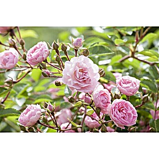 Piardino Edelrose (Rosa Hybride 'A Whiter Shade of Pale ®', Topfgröße: 19 cm, Hellrosa)