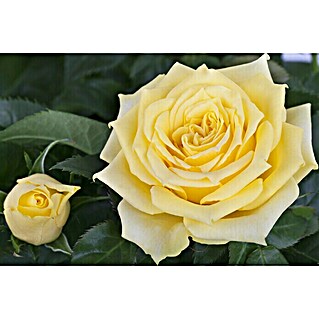 Piardino Edelrose (Rosa Hybride 'Diamonds Forever ®', Topfgröße: 19 cm, Gelb)