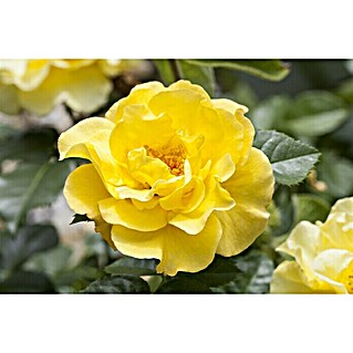 Piardino Topfrose (Rosa Hybride, Gelb)