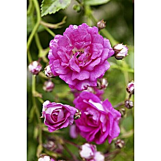 Piardino Kletterrose (Rosa Hybride 'Eden Rose ®')
