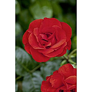 Piardino Topfrose (Rosa Hybride, Rot)