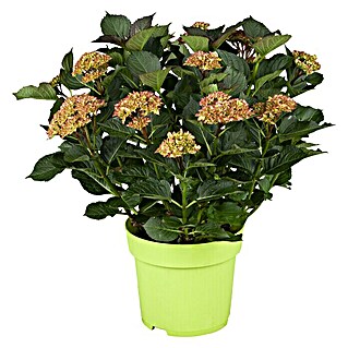 Piardino Bauernhortensie (Hydrangea macrophylla, Topfgröße: 5 l, Zweifärbig)