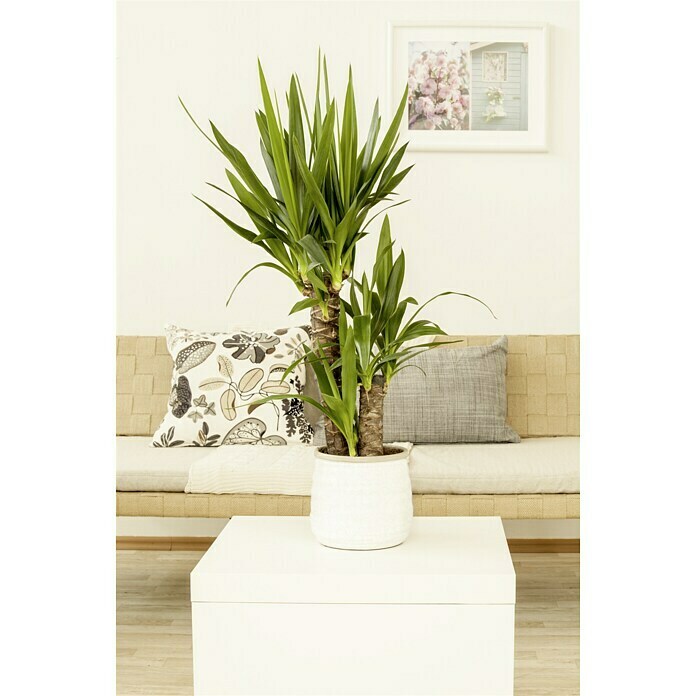 Palmlilie (Yucca elephantipes , Topfgröße: 17 cm, Farbe Topf: Grün)
