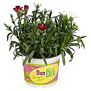Piardino Gartennelke Duo (Dianthus caryophyllus, Blütenfarbe: Sortenabhängig)