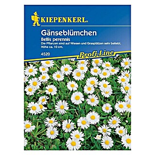 Kiepenkerl Profi-Line Blumensamen Gänseblümchen (Bellis perennis, Weiß, 3 m² - 5 m²)