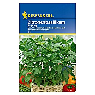 Kiepenkerl Kräutersamen Zitronenbasilikum (Ocimum basilicum, Erntezeit: Juni - September)