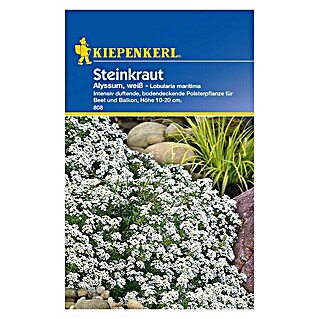 Kiepenkerl Blumensamen Steinkraut (Lobularia maritima, Weiß, Blütezeit: Juni - September)
