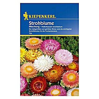 Kiepenkerl Blumensamen Strohblume (Helichrysum bracteatum, Mehrfarbig)
