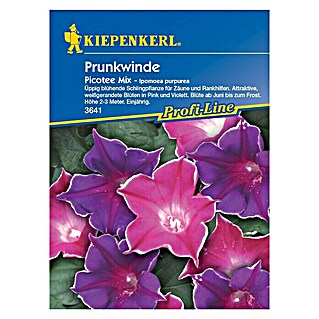 Kiepenkerl Profi-Line Blumensamen Prunkwinde (Ipomoea purpurea, Picotee Mix, Blütezeit: Juni - Oktober)