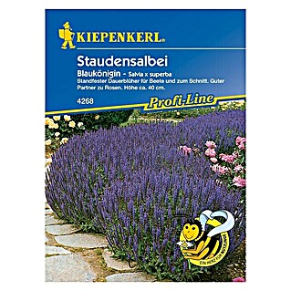 Kiepenkerl Profi-Line Blumensamen Staudensalbei Blaukönigin (Salvia x superba, Blau)