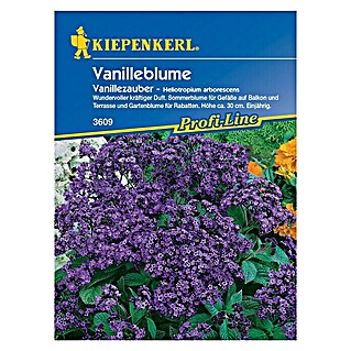 Kiepenkerl Profi-Line Blumensamen Vanilleblume (Heliotropium arborescens, Lila)