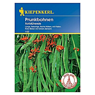Kiepenkerl Gemüsesamen Prunkbohne Rotblühend (Phaseolus coccineus, Erntezeit: August - September)