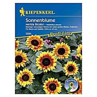 Kiepenkerl Profi-Line Blumensamen Sonnenblume (Helianthus annuus, Merida Bicolor, Blütezeit: Juli - Oktober)