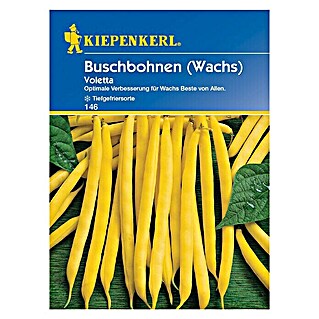 Kiepenkerl Gemüsesamen Buschbohne (Voletta, Phaseolus vulgaris var. nanus, Erntezeit: Juli - September)